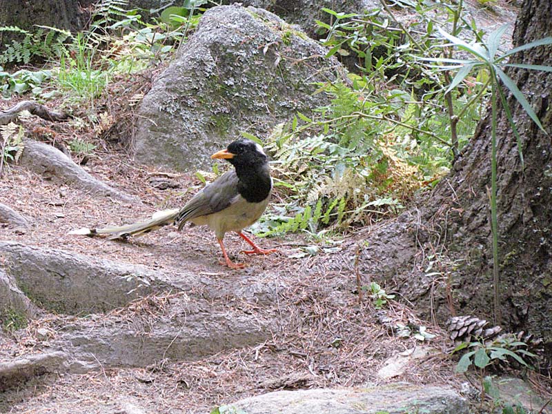 Yellow-billed magpie