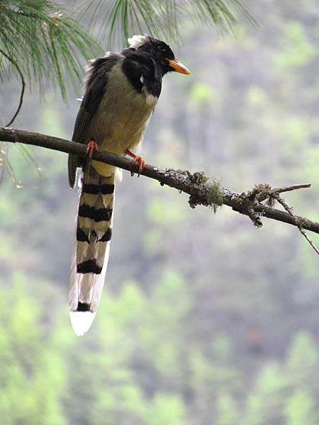 Yellow-billed magpie