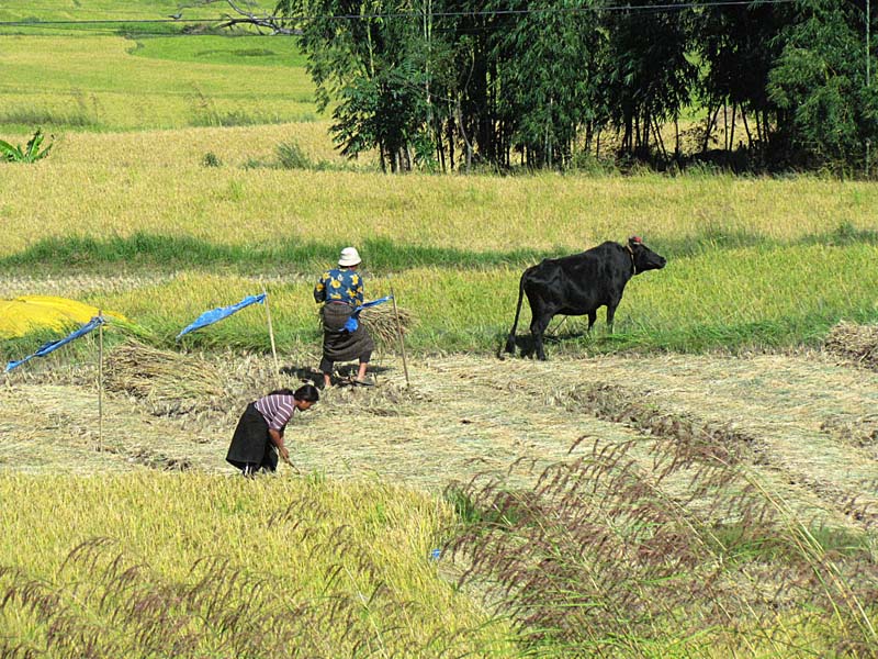 farm workers