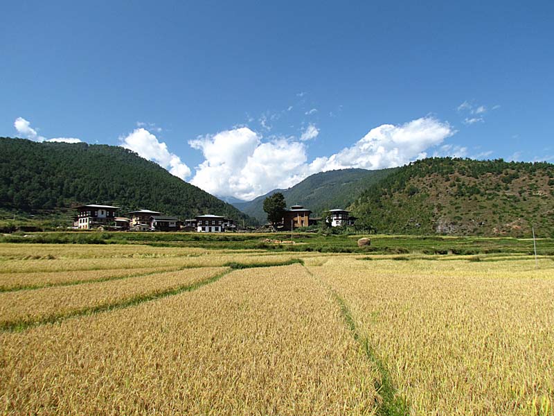 rice field