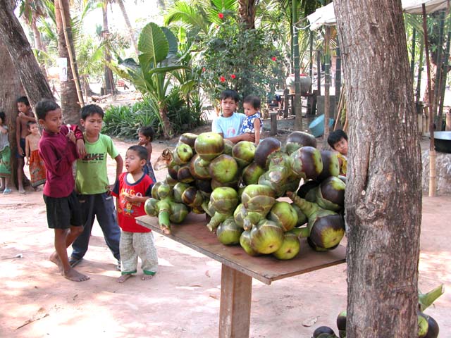 Coconut stand