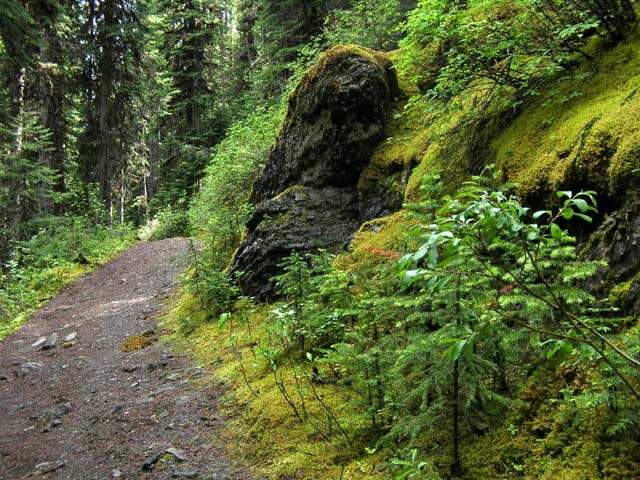 Moss covered forest