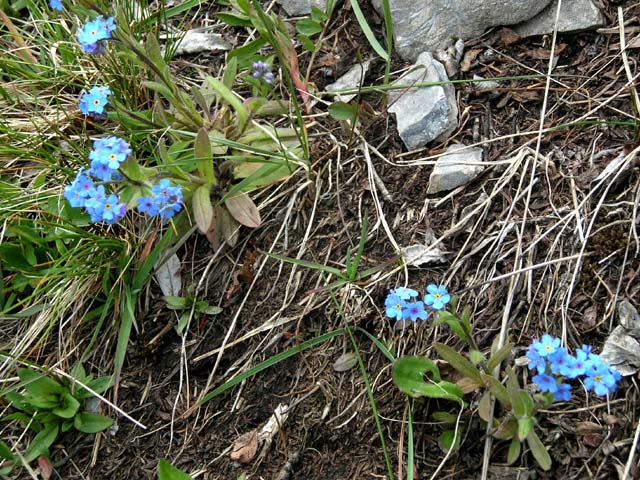 Forget-me-nots