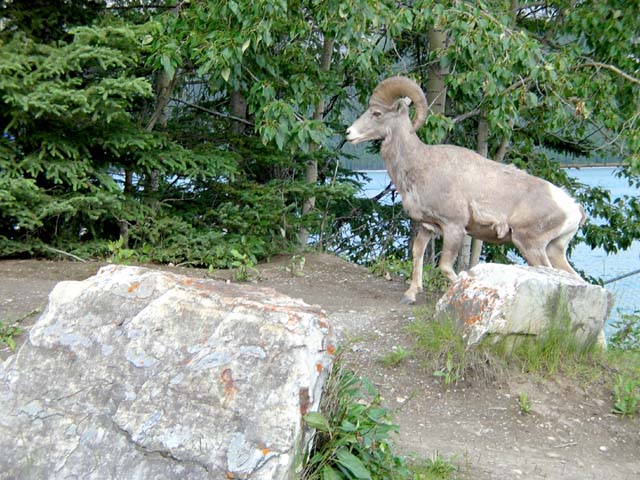 Bighorn sheep