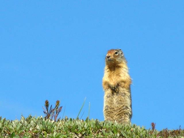 Columbian ground squirrel