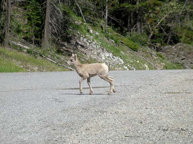 bighorn lamb