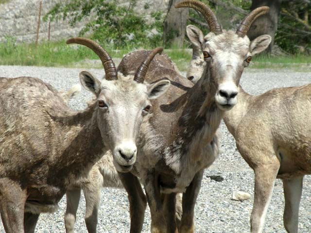 Curious bighorn