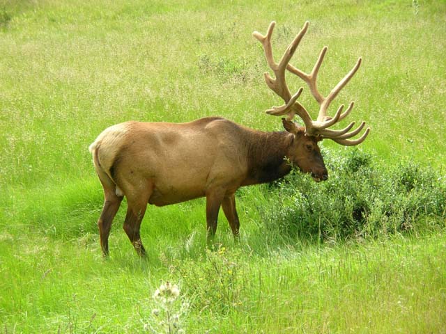 Bull elk