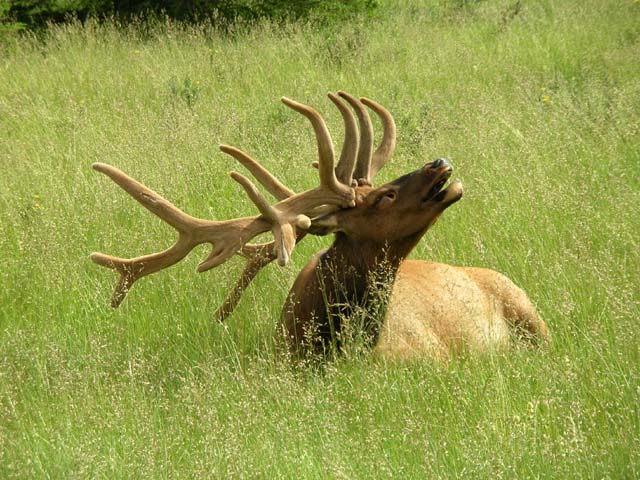 Bull elk resting