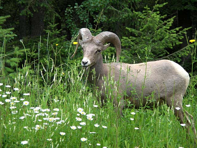 Bighorn sheep