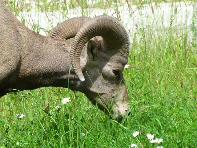 Bighorn close-up