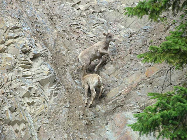 Baby bighorn