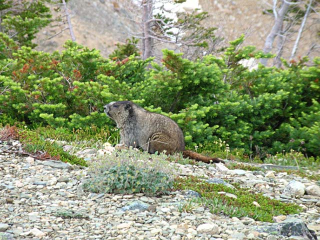 Marmot