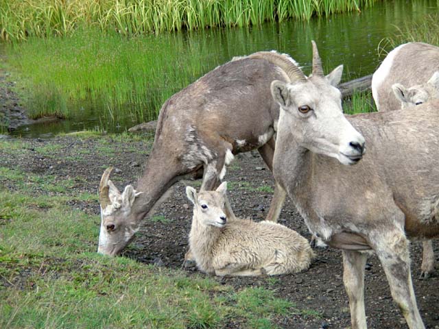 Bighorn herd