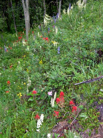 Cat Creek trail