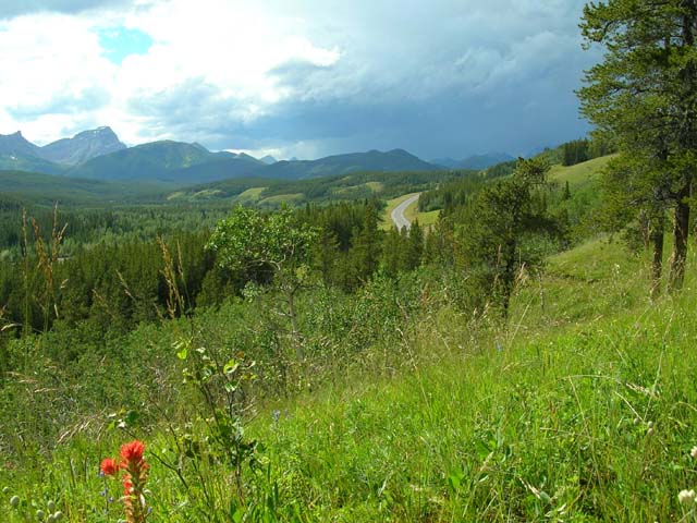 Cat Creek trail view