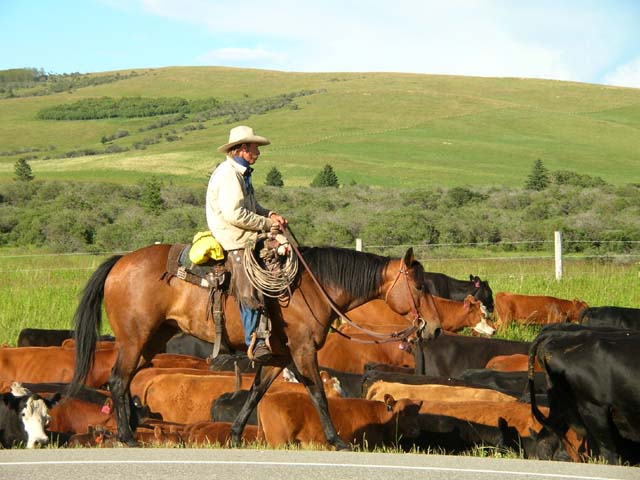 cattle drive