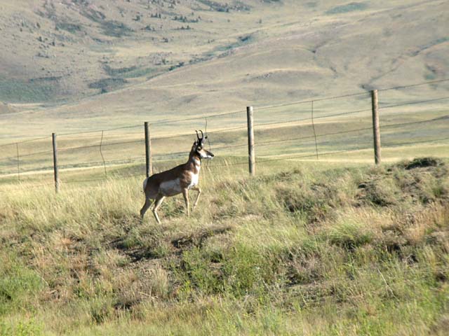 Pronghorn