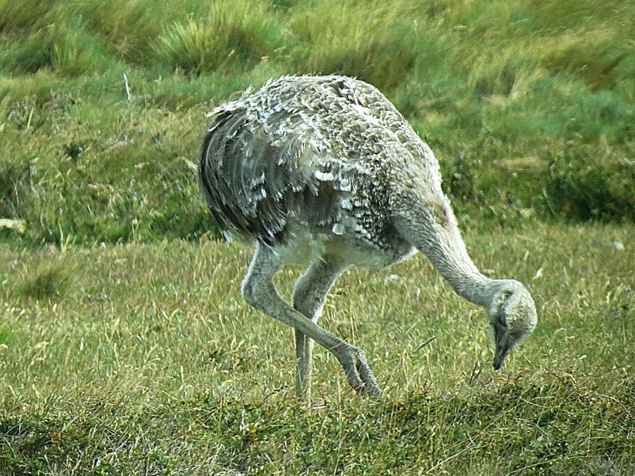 lesser rhea