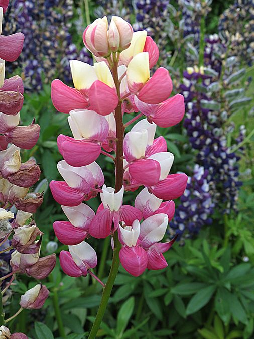 lupine