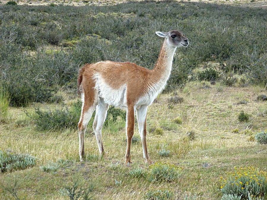 guanaco