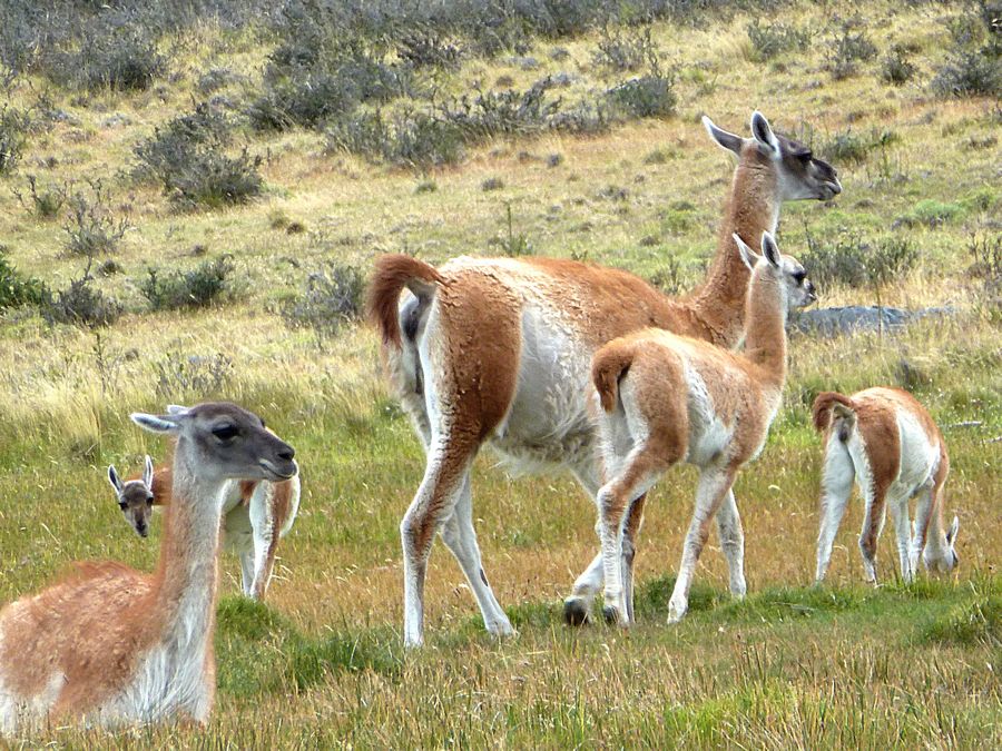 baby guanaco