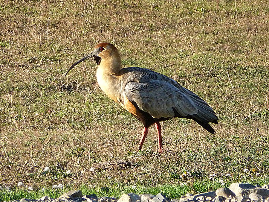 Ibis