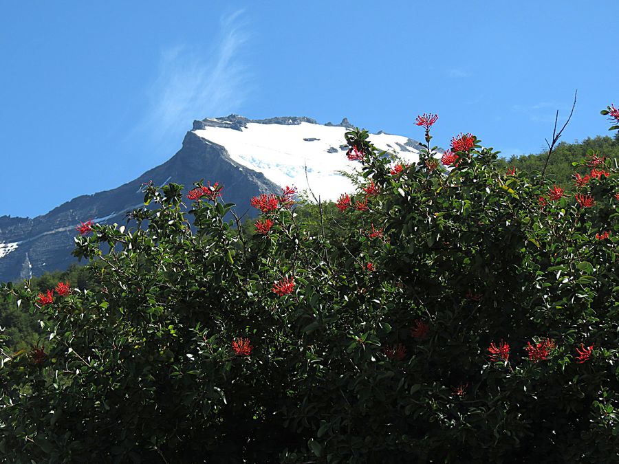 Firebush & Cuernos del Paine