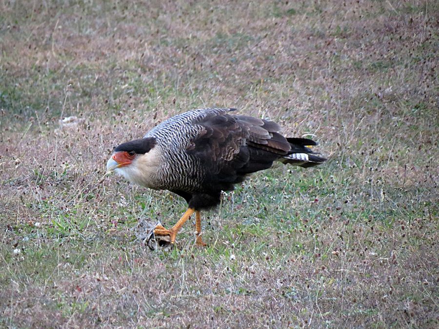 Crested caracara