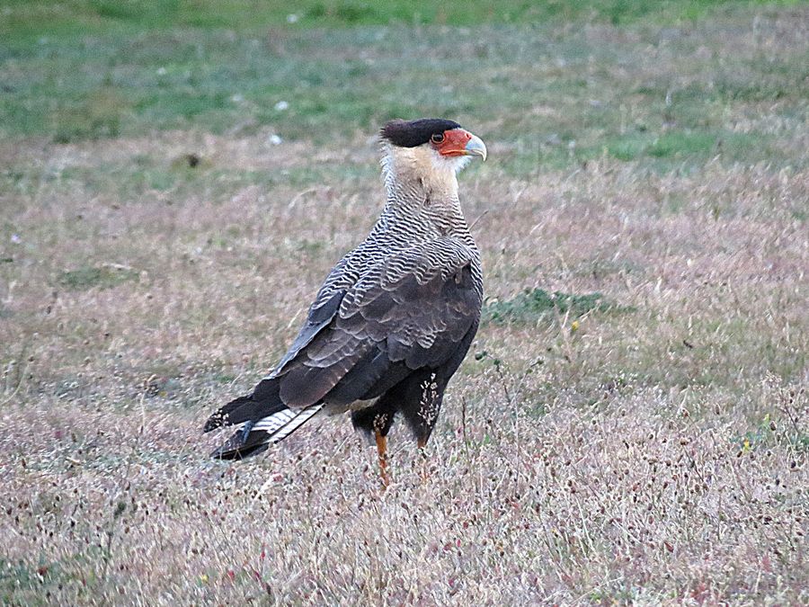 Crested Caracara