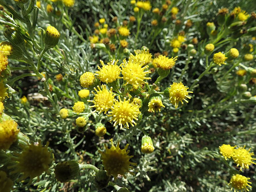 Yellow flowers