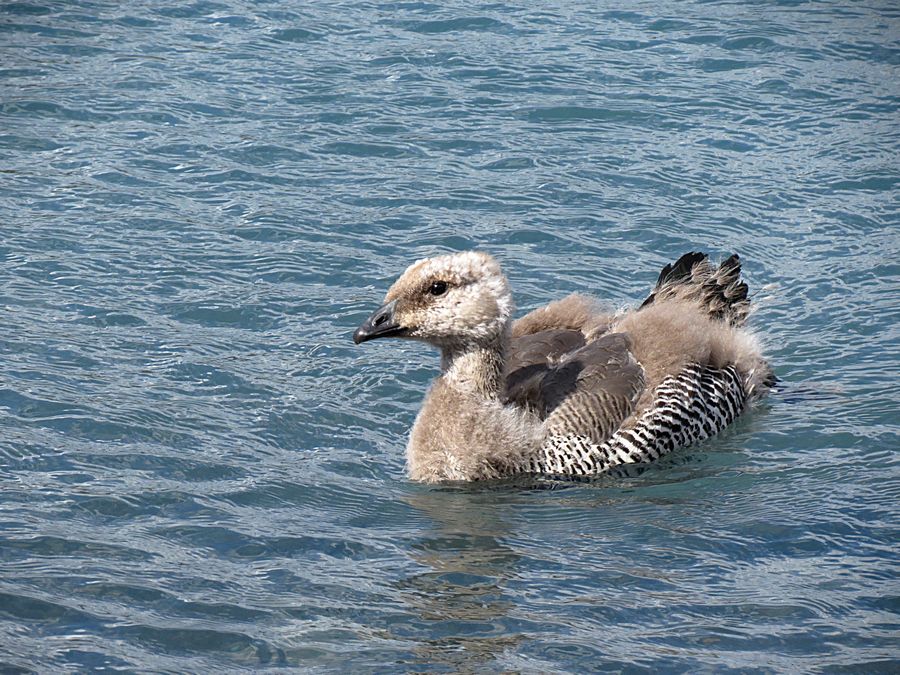 Baby upland goose