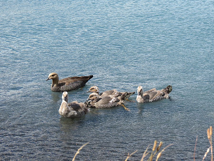 Upland geese