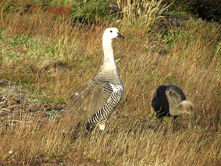 Mama and baby goose