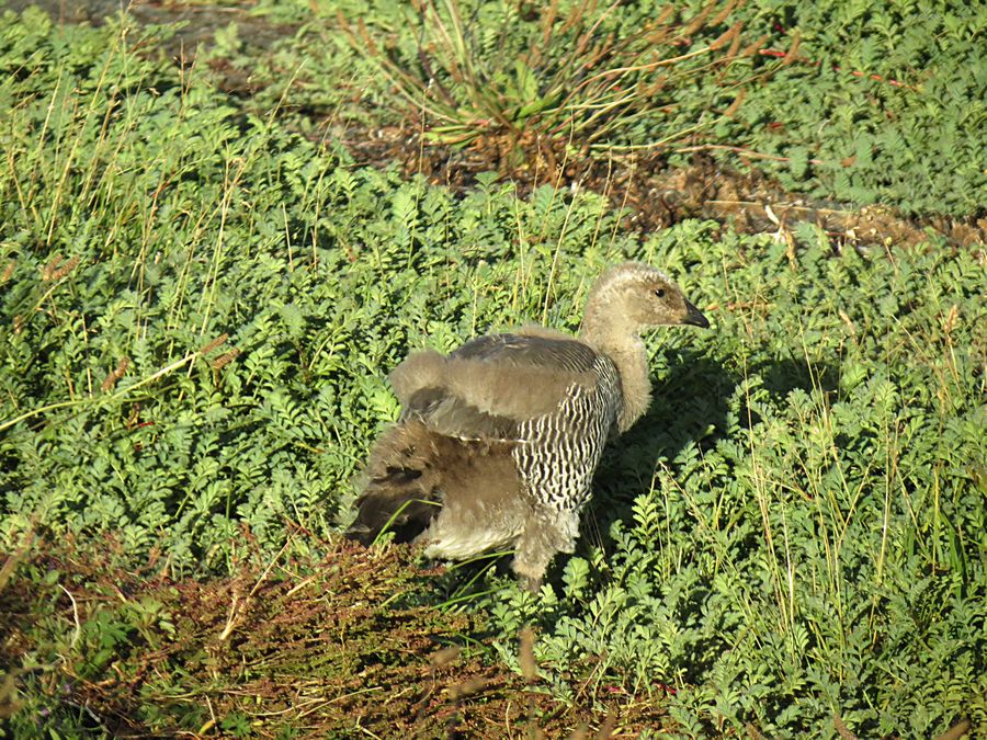 baby goose