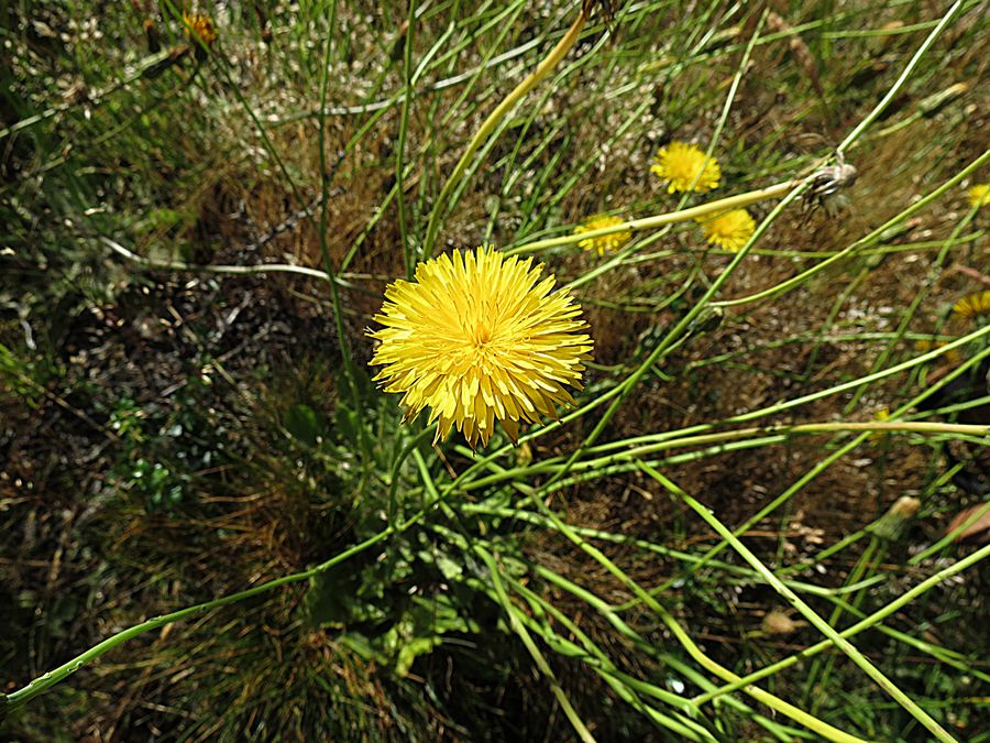 Yellow flower