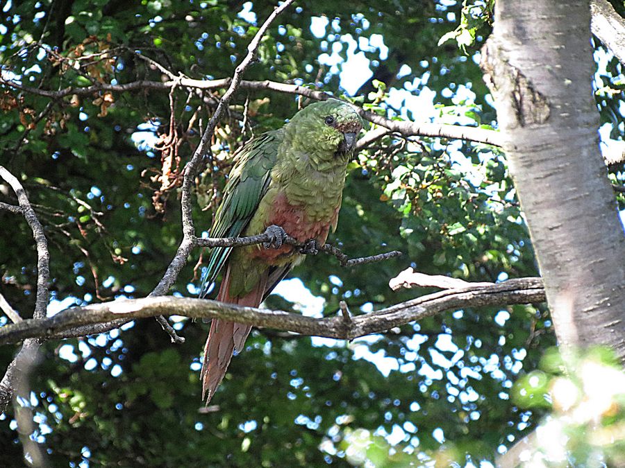 Parakeet