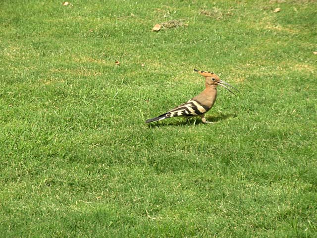 hoopoe