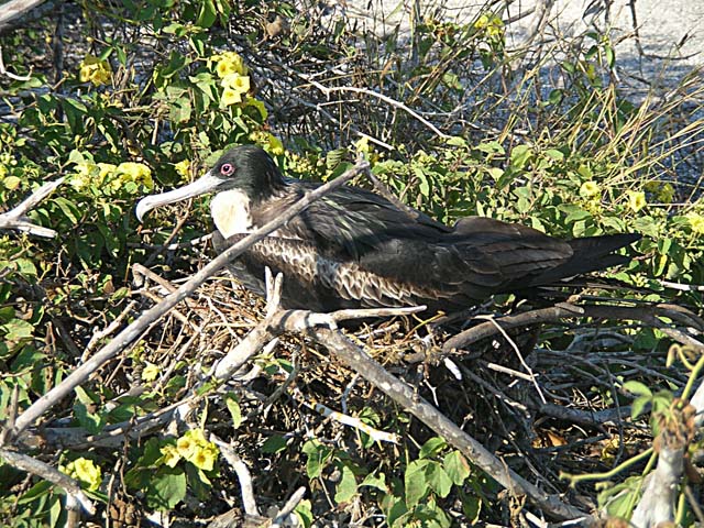 Frigatebird