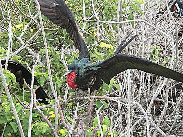 Male frigatebird