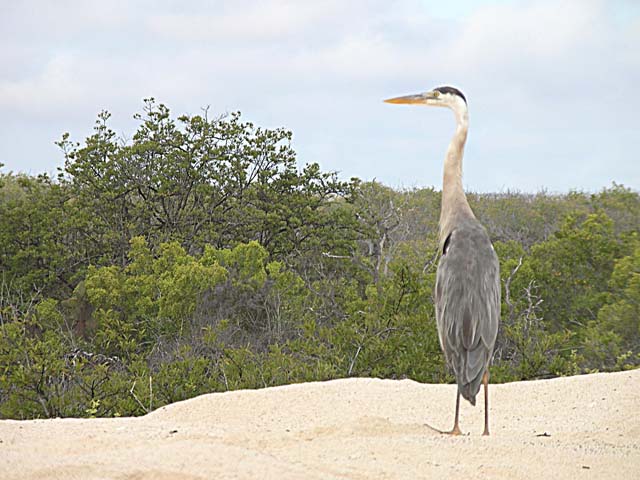 Blue heron