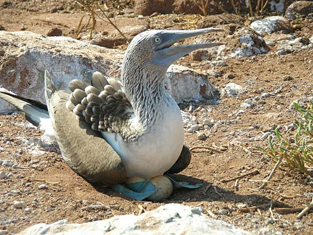 Blue-footed booby