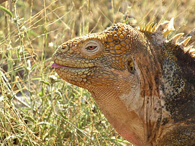 Iguana tongue