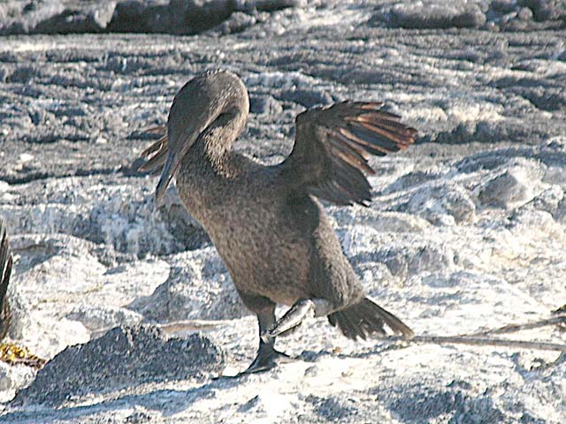 Flightless cormorant