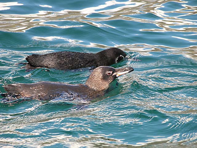 Penguins in water