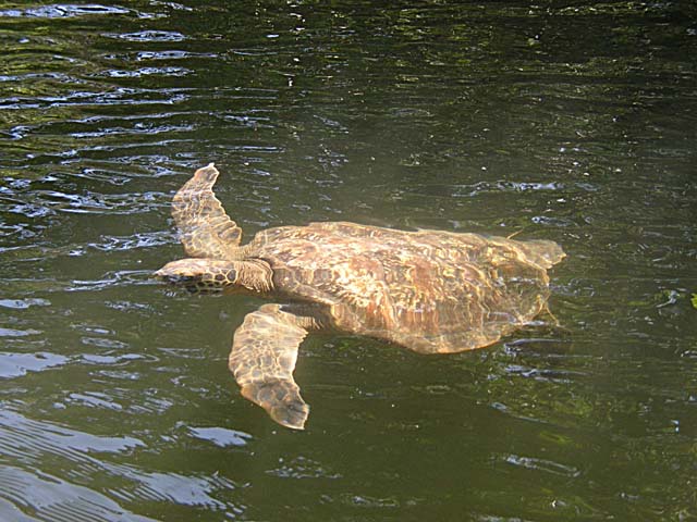 Sea turtle