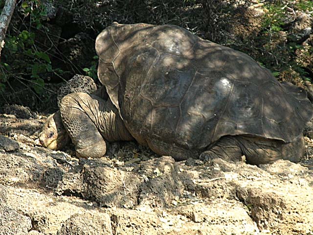 Lonesome George