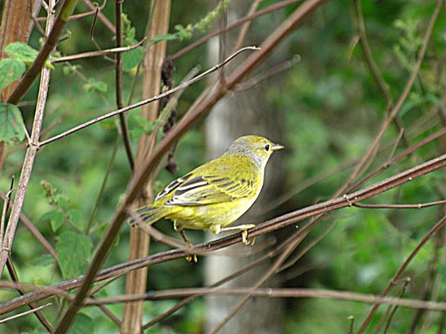 Yellow warbler