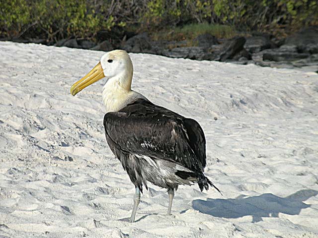 Albatross