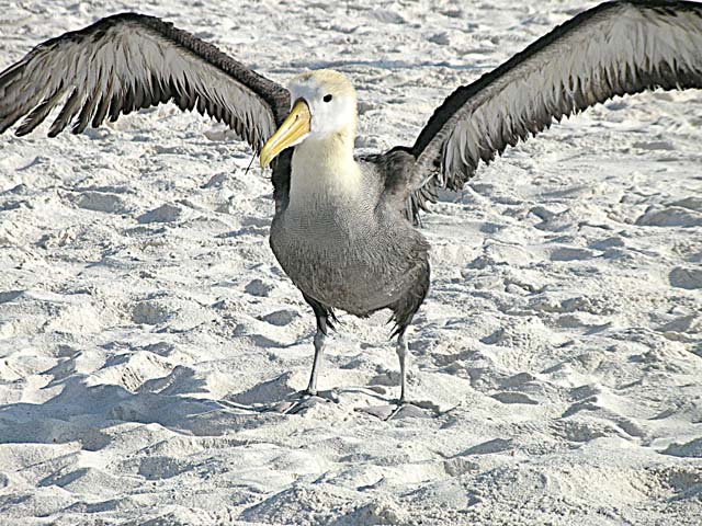 Albatross with wings